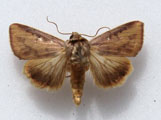Adisura affinis